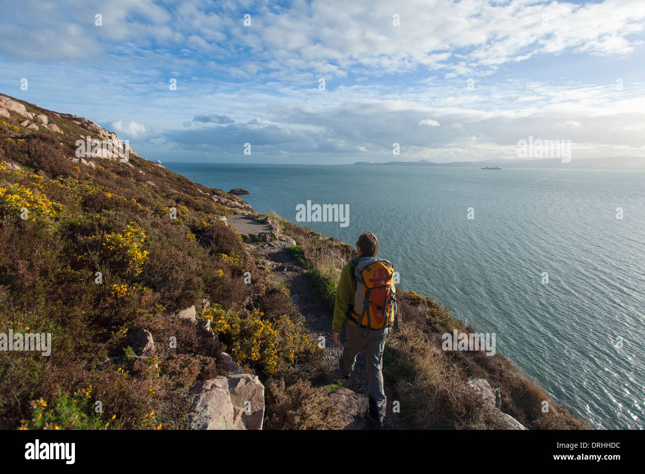 Walker on the Bog of Frogs Loop near Red Rock, on Howth Coastal Path, County Dublin, Ireland. Stock Photo