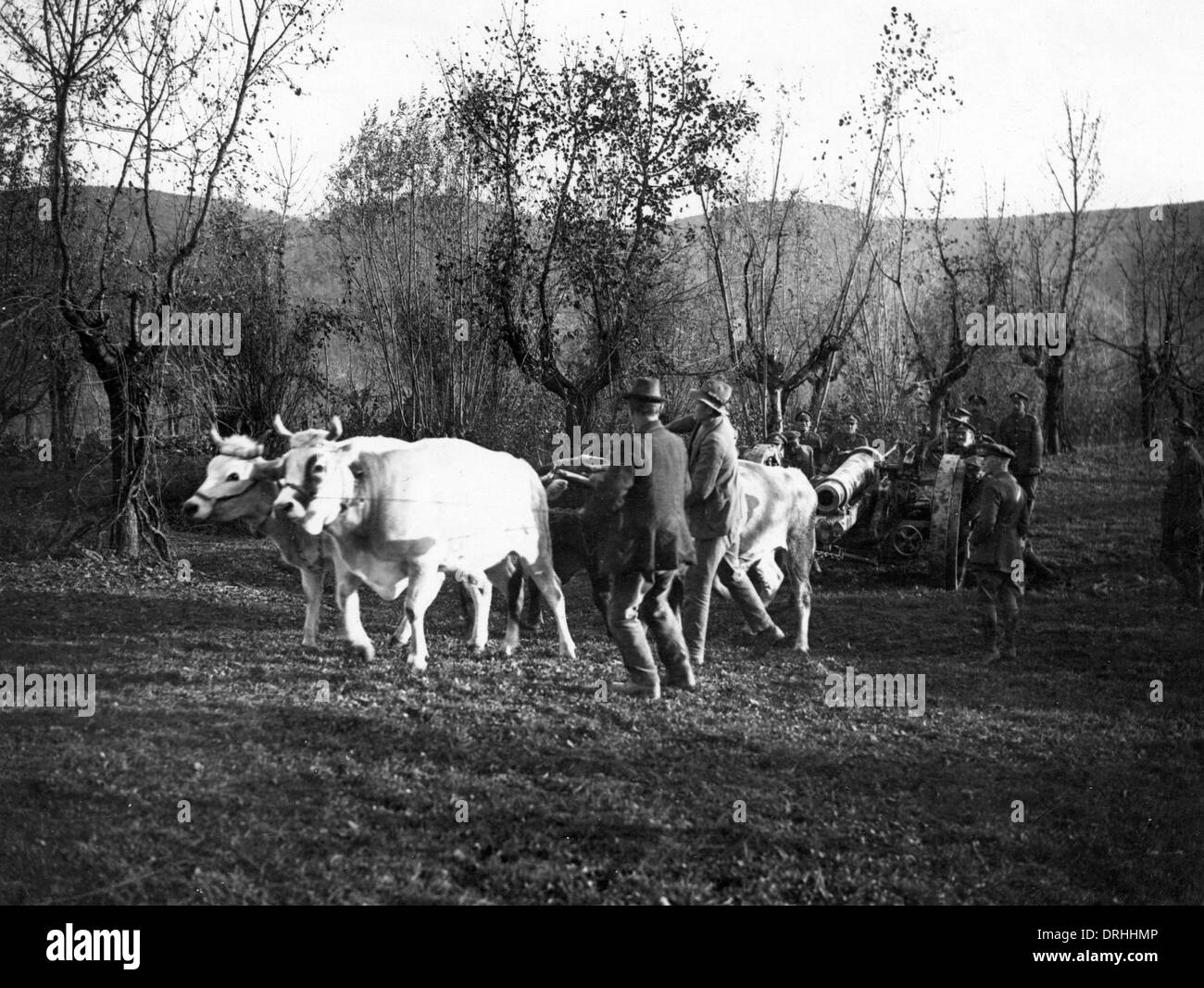 Oxen pulling heavy artillery, WW1 Stock Photo