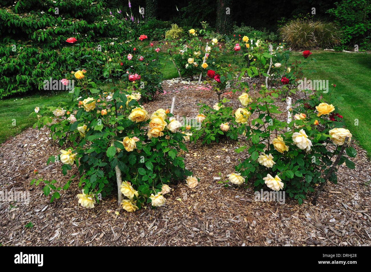 A rose garden UK Stock Photo Alamy