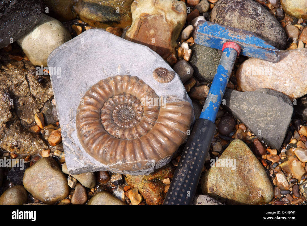 A Fossil Ammonite On The Beach On The Jurassic Coast In Lyme Regis ...