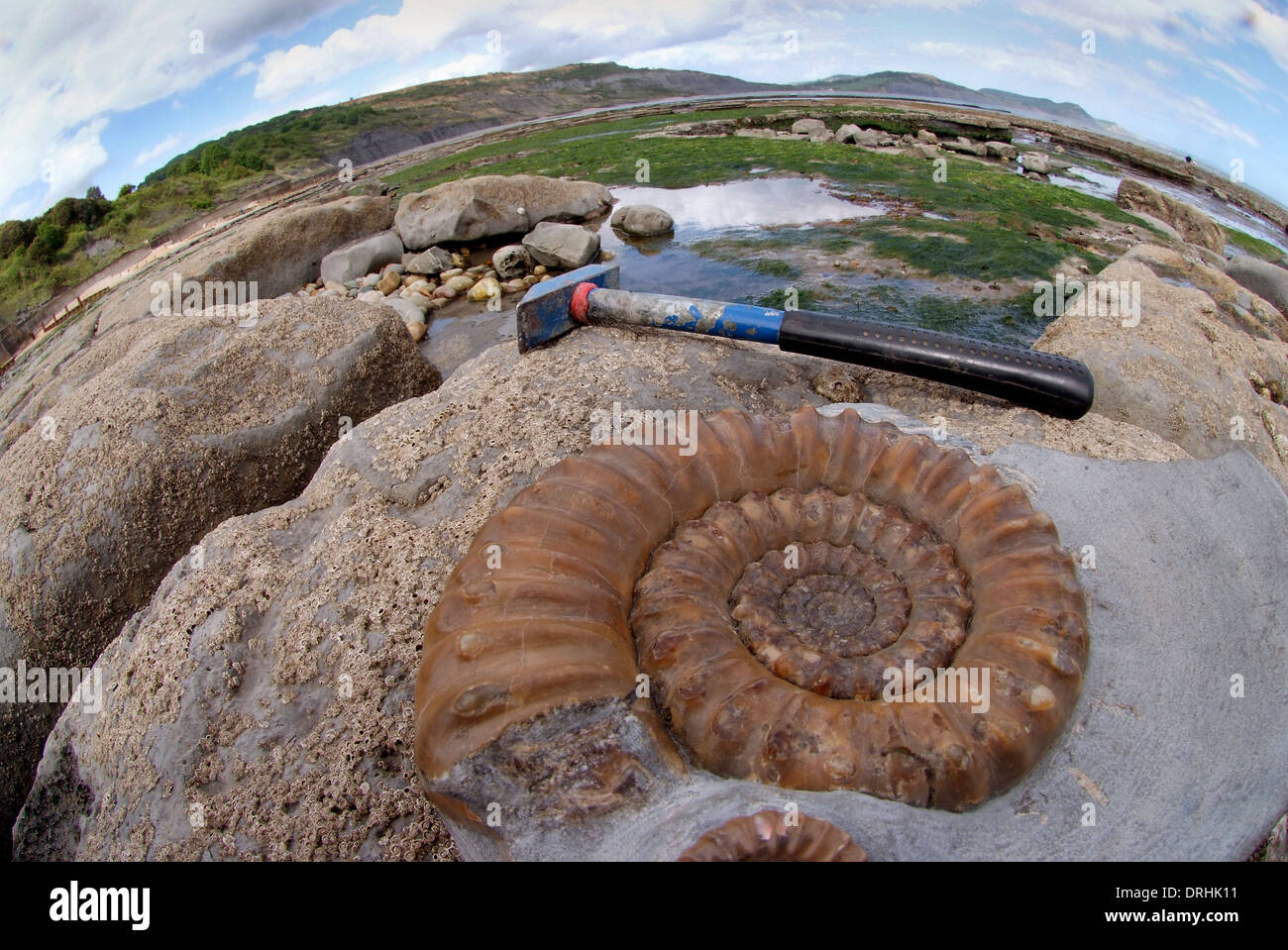 A fossil ammonite on the beach on the Jurassic Coast in Lyme Regis