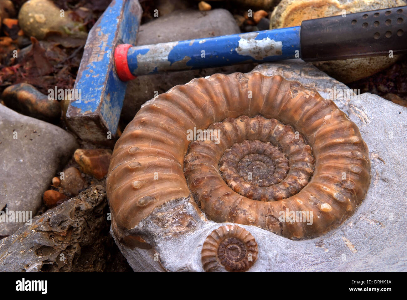 A fossil ammonite on the beach on the Jurassic Coast in Lyme Stock
