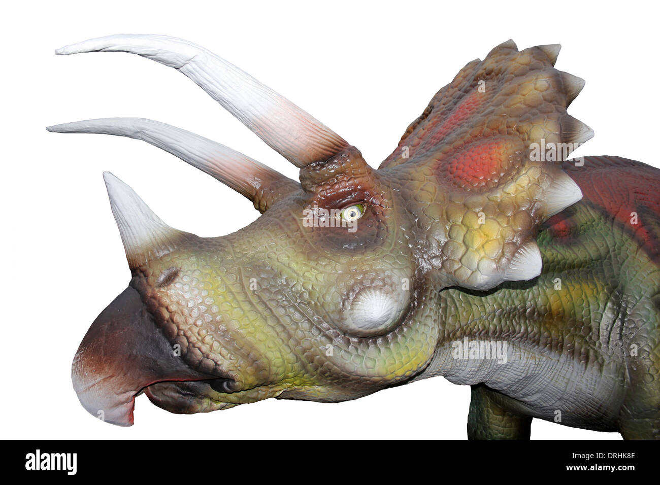 Triceratops Head Model Side View Stock Photo