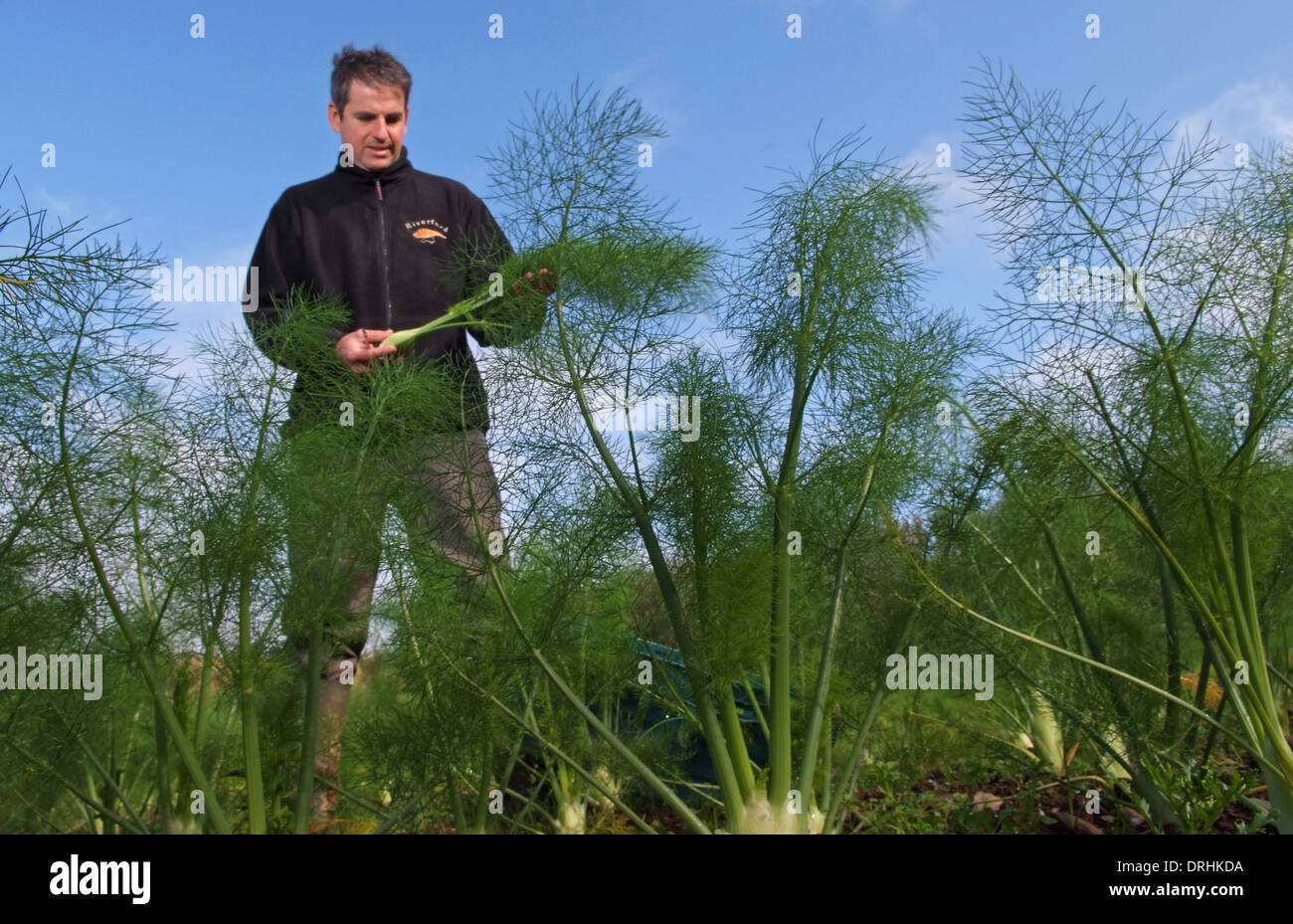 Growing fennel at Riverford Organic Farms, Dartington, Devonshire, UK Stock Photo Alamy