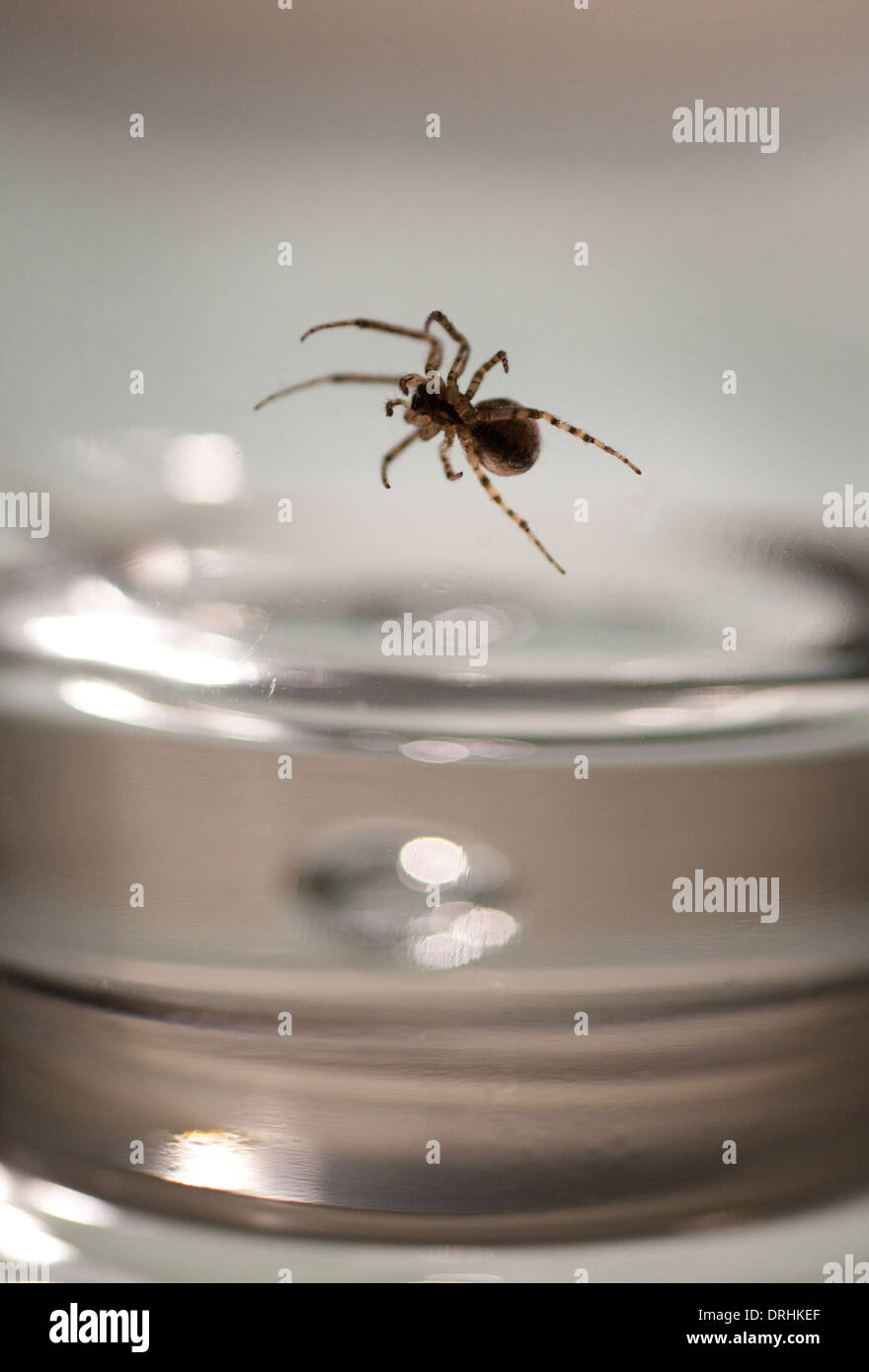 Close-up of a Missing Sector Spider trapped inside a drinking glass Stock Photo