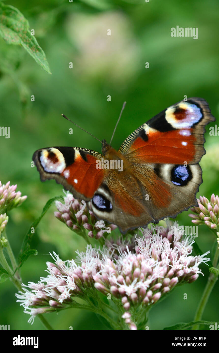 A peacock butterfly at rest UK Stock Photo