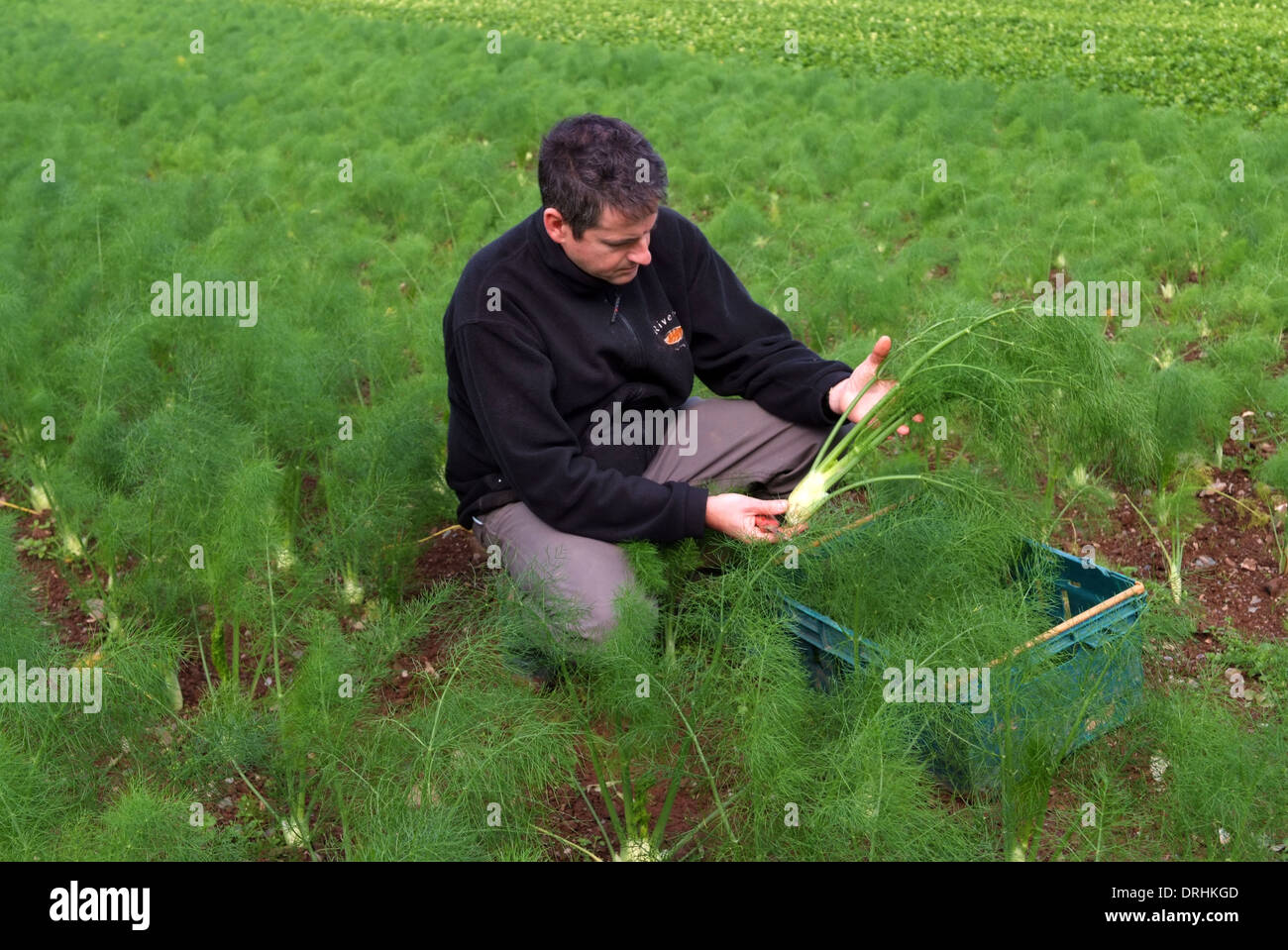 Growing fennel at Riverford Organic Farms, Dartington, Devonshire, UK Stock Photo Alamy