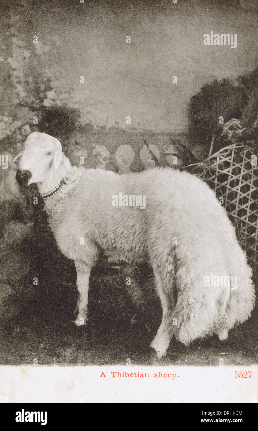 Goat/ Lamb Fat - 2 Lb