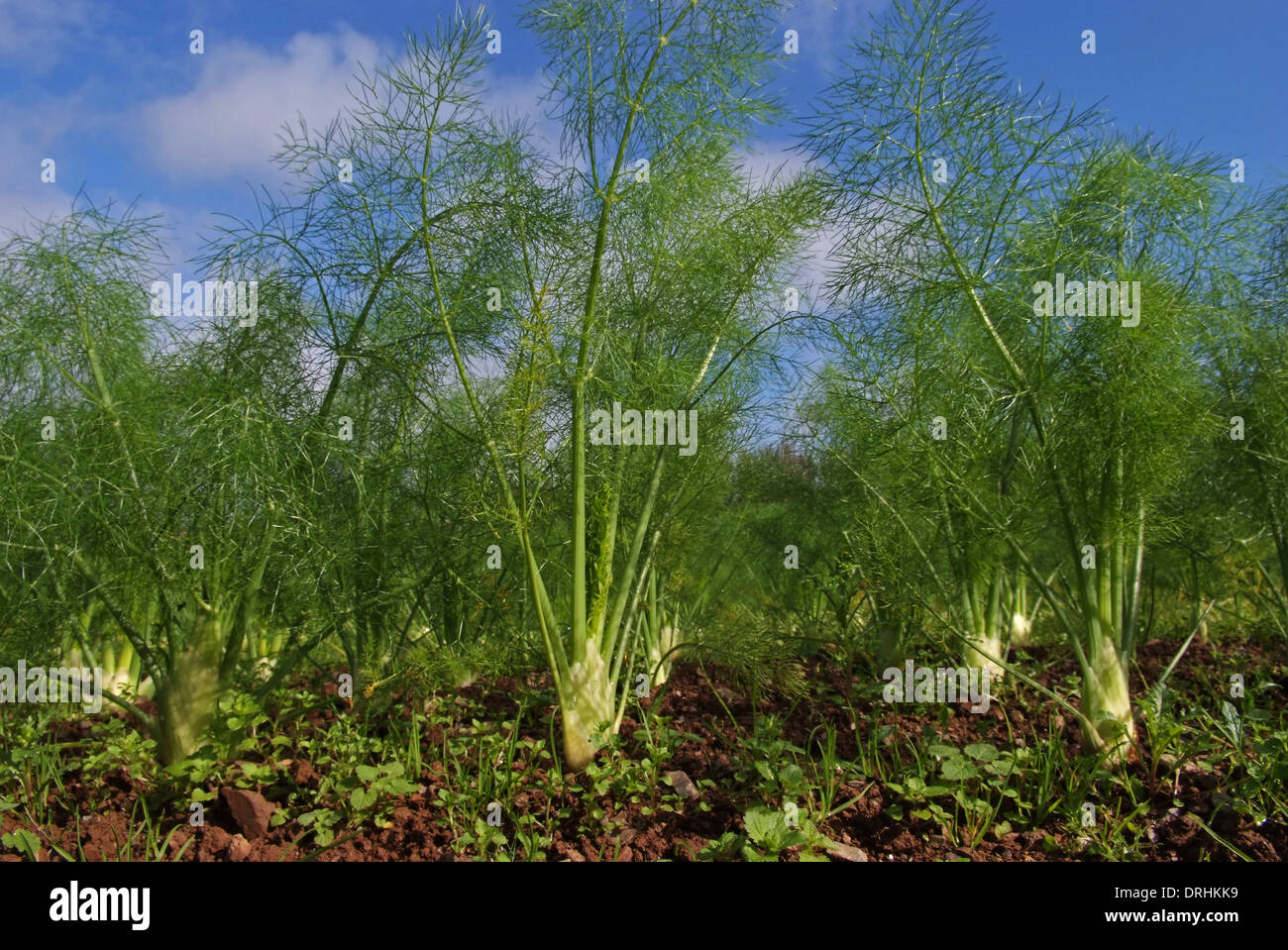 Growing fennel at Riverford Organic Farms, Dartington, Devonshire, UK Stock Photo