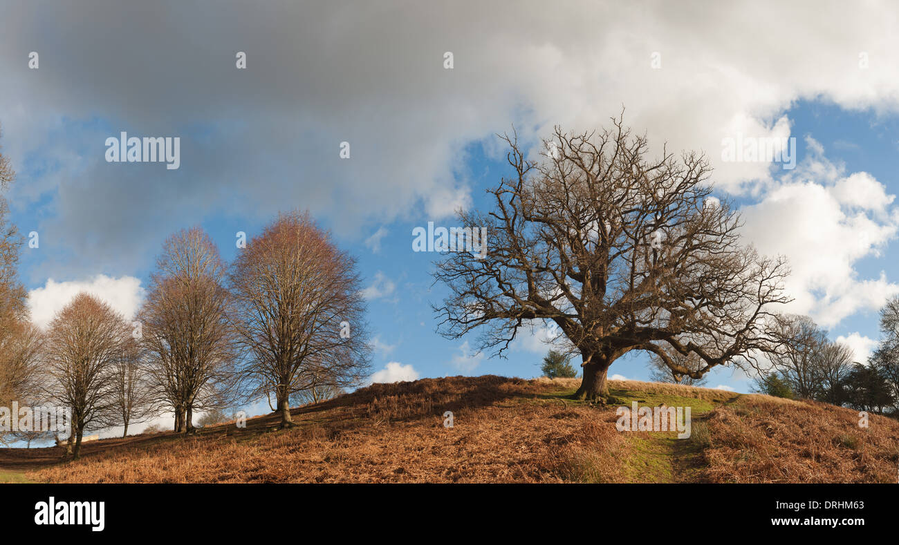 Early Spring landscape with single mature  oak tree on the knoll ridge of a hill with bracken foreground cloudy blue sky Stock Photo