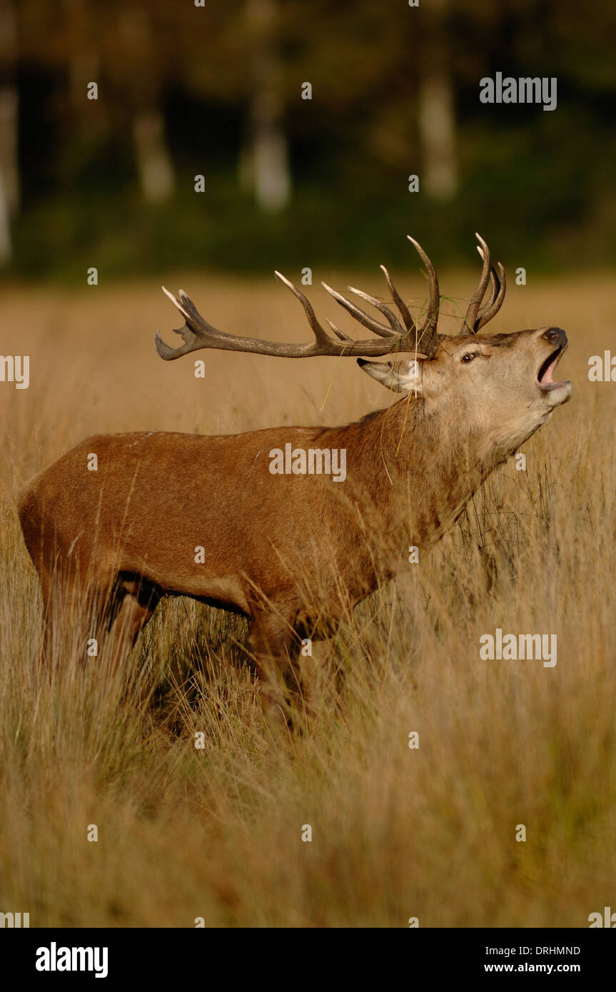 A red deer during the autumn rut UK Stock Photo
