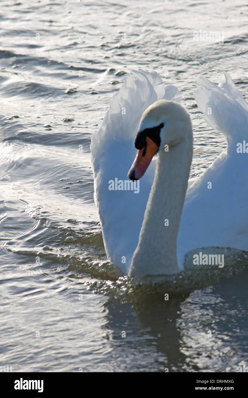 Mute swan in a aggressive posture. Stock Photo