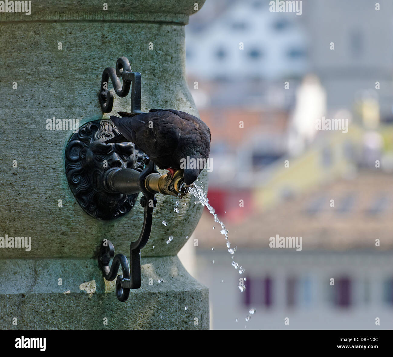 Pigeon drinking water from a fountain Zurich Switzerland Stock Photo