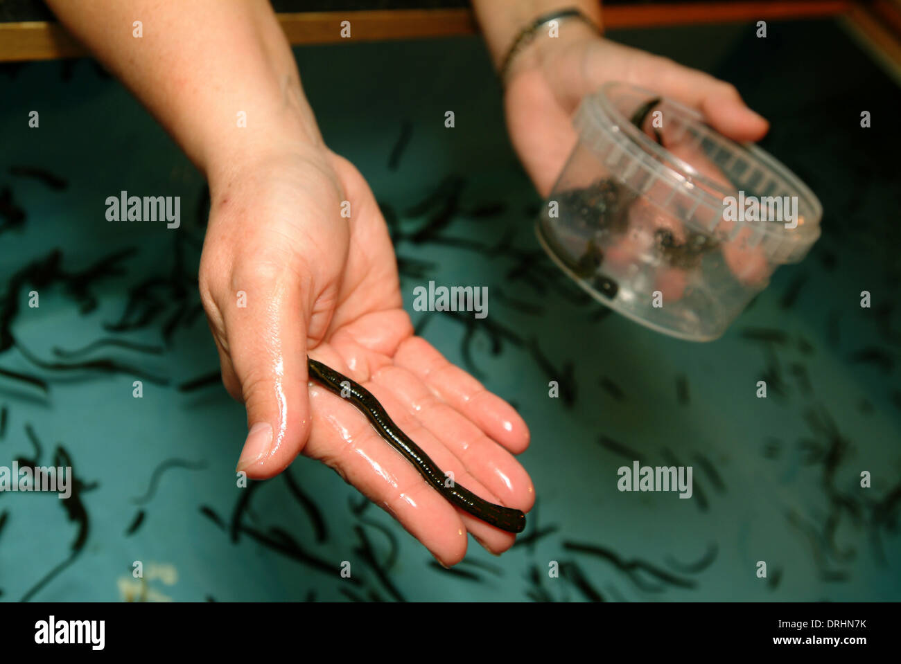 Biopharm (UK) which breeds European Medicinal Leeches with manager Carl ...
