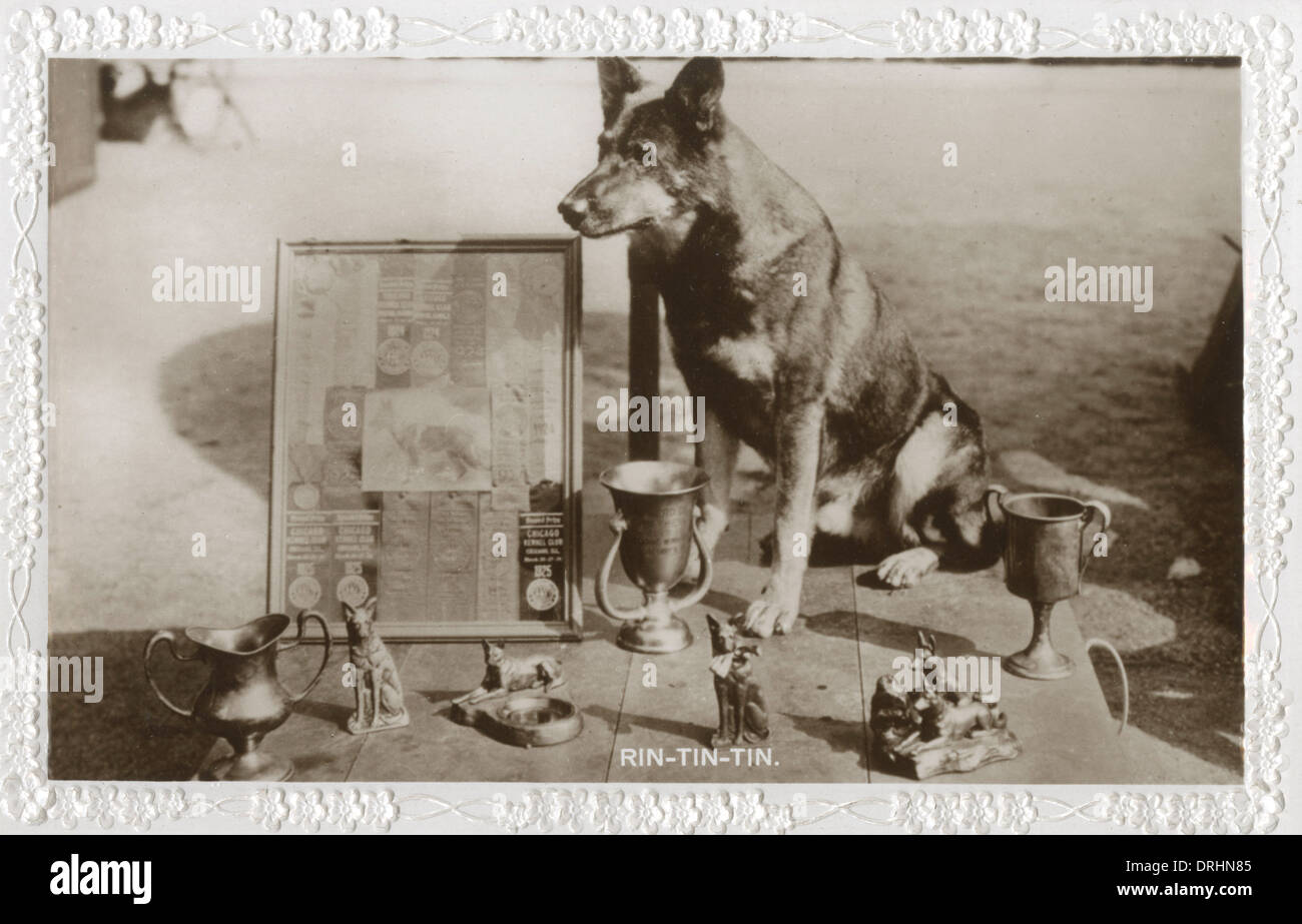 Film dog Rin Tin Tin with trophies, prizes and awards Stock Photo