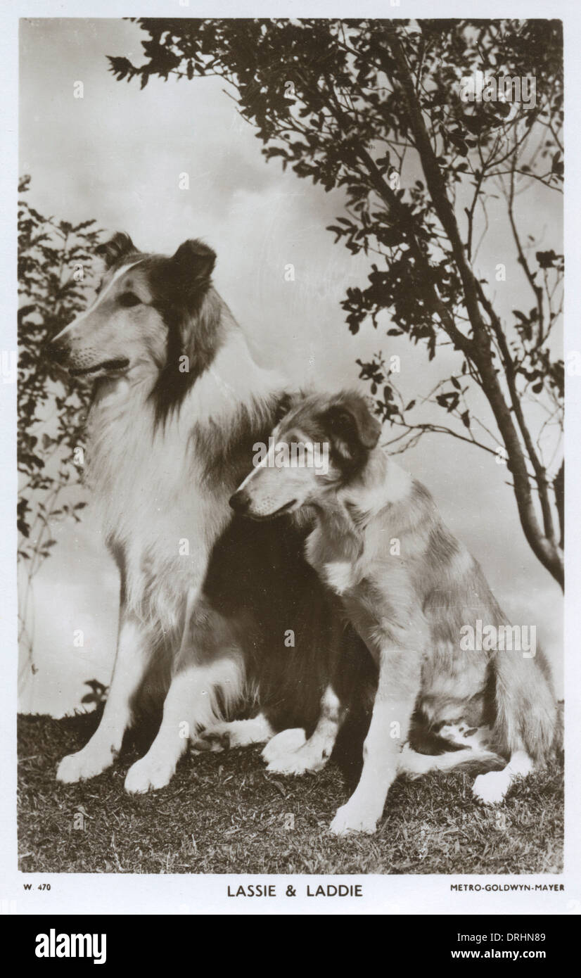 Lassie dogs hi-res stock photography and images - Alamy