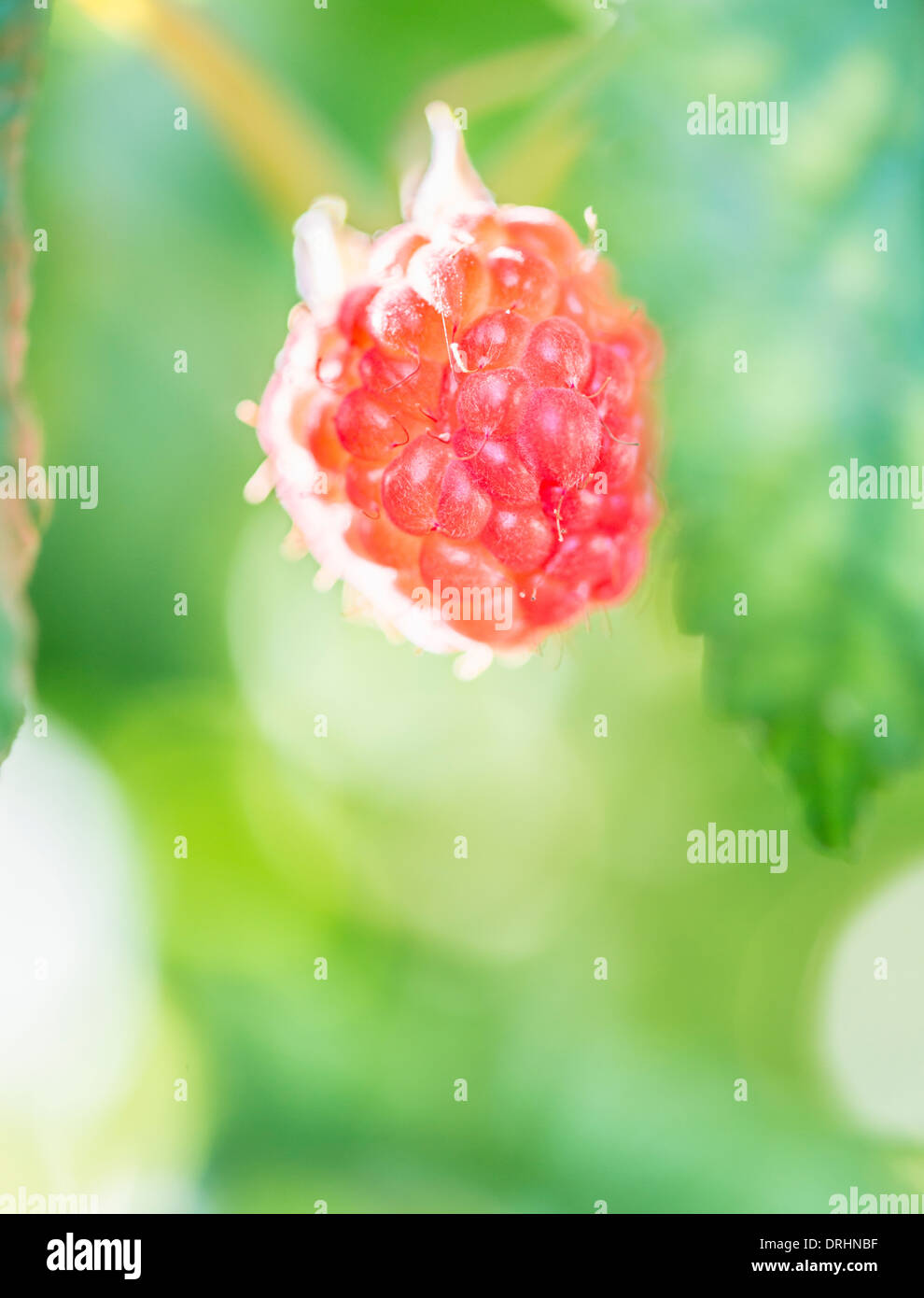 Close up of ripe raspberry on bush in garden, with room for copy space Stock Photo