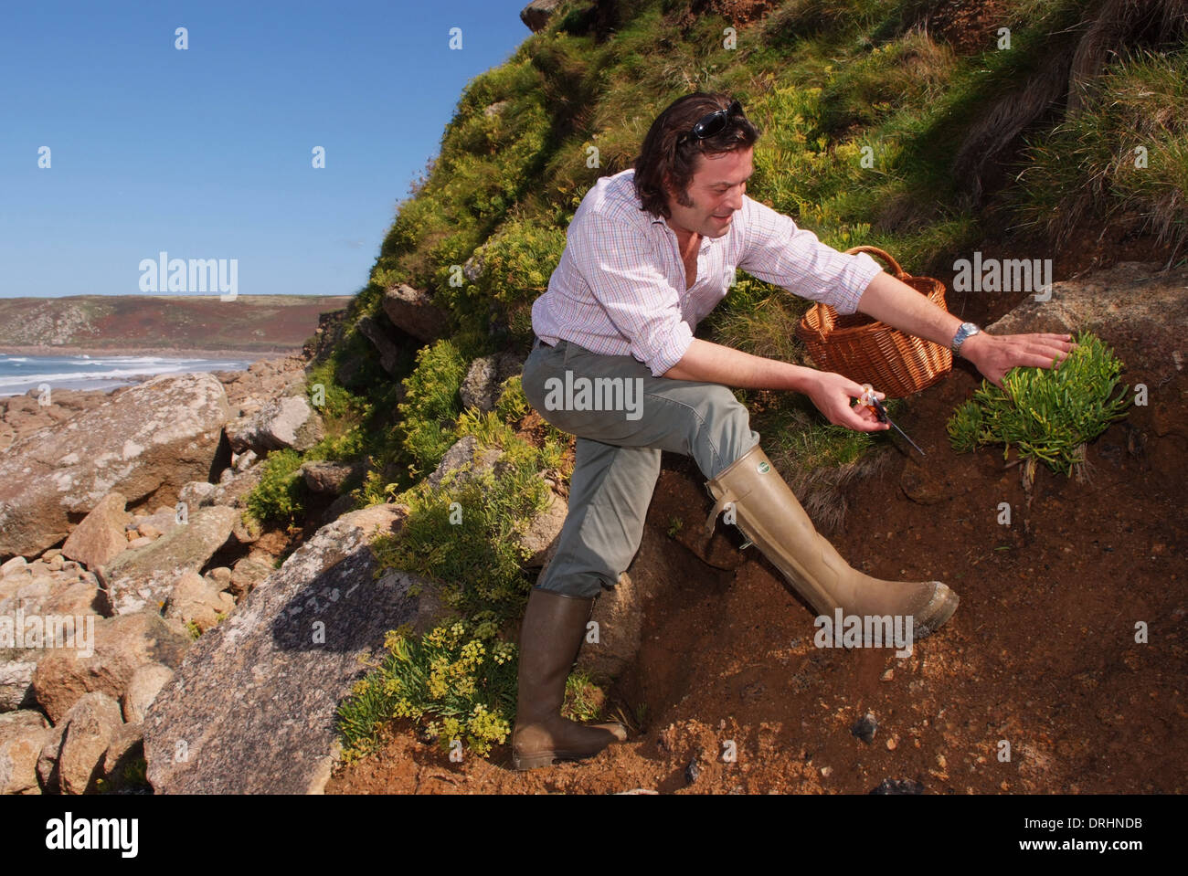 Foraging On Rocks Foraging for rock samphire in Cornwall Stock Photo - Alamy