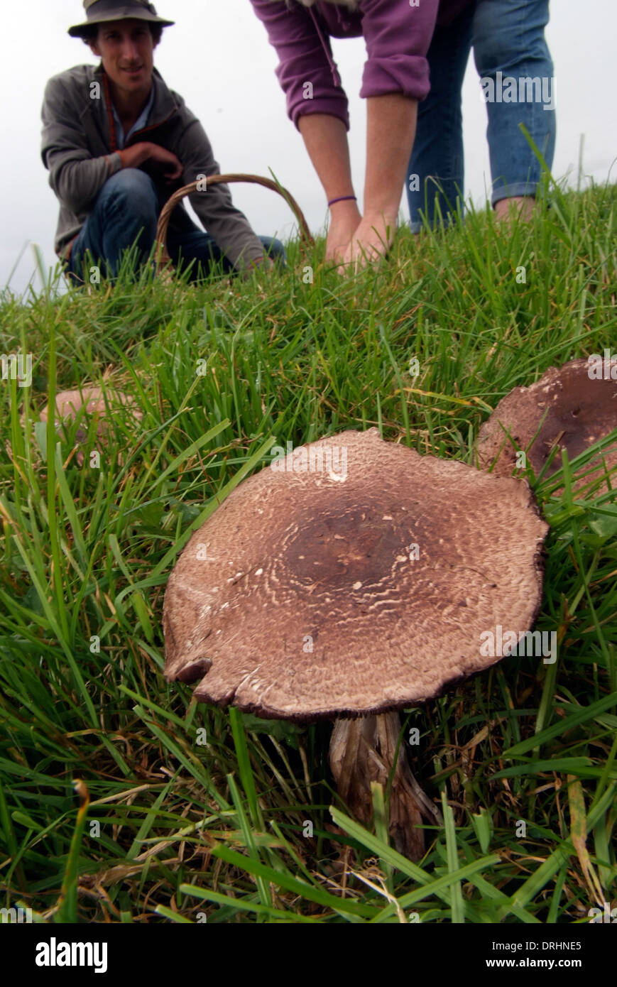 Foraging for mushrooms in Cornwall Stock Photo Alamy