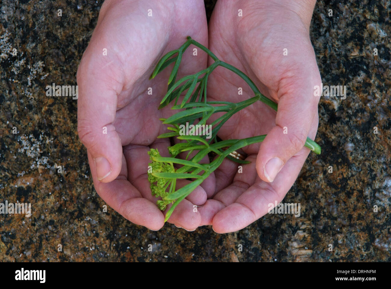 Samphire foraging tips Samphire foraging tips