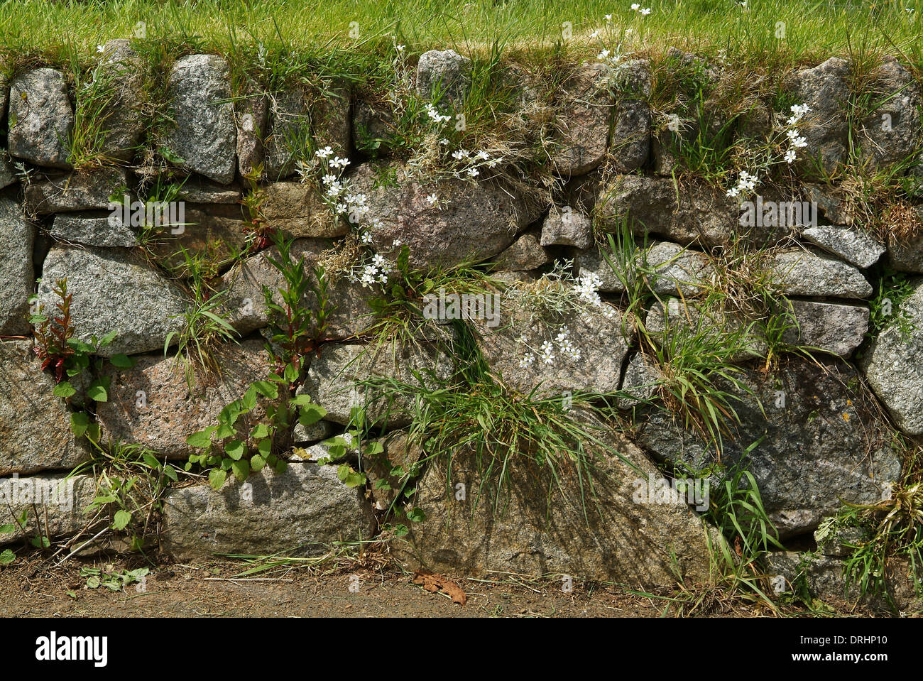 An old dry stone wall in Princetown, Devonshire, UK Stock Photo
