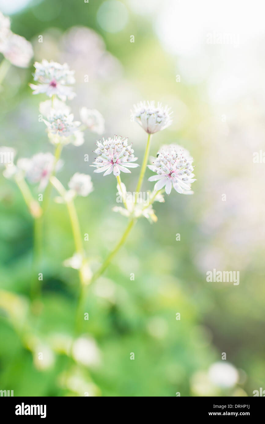 Tranquil summer nature scene, close up of white flowers in garden Stock Photo
