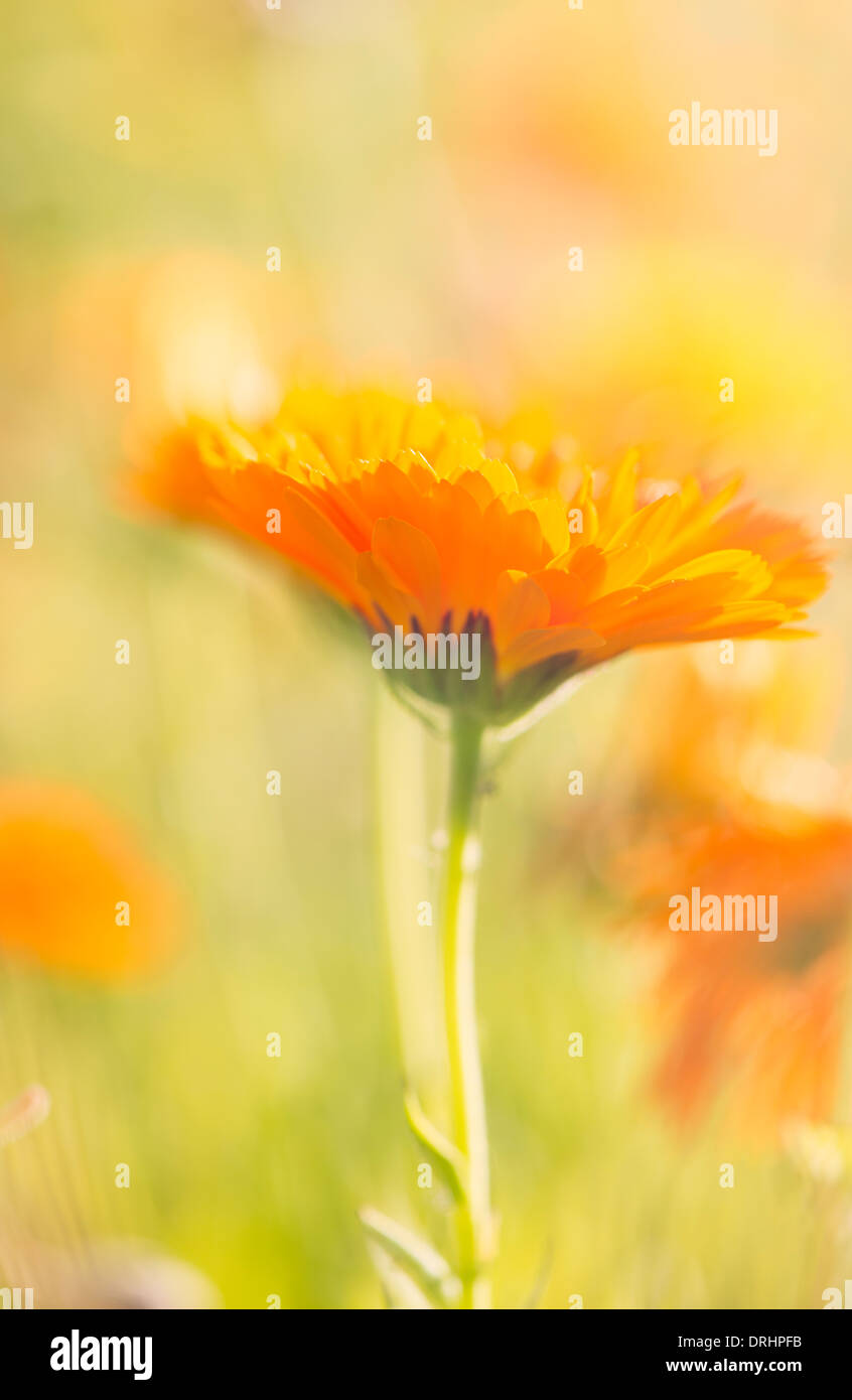 Low angle close up of orange marigold flowers growing in garden Stock Photo