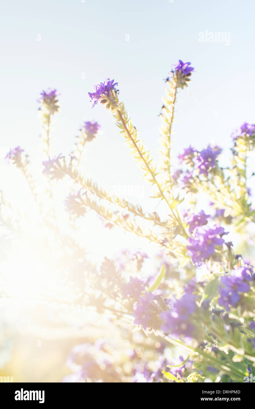 Tranquil summer nature scene, backlit blue flowers in sunlight Stock Photo