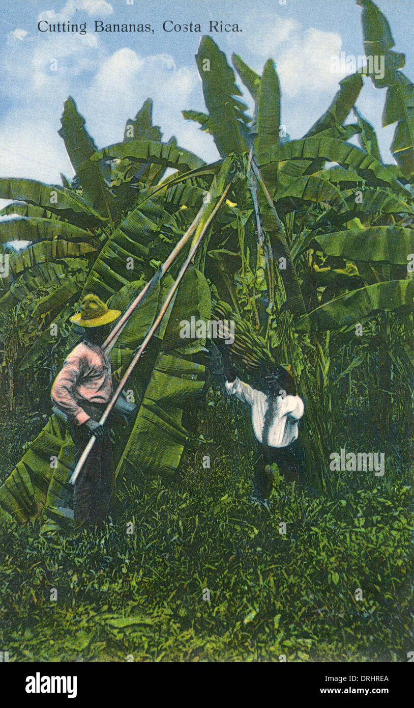 Cutting Bananas down from their tree Costa Rica Stock Photo Alamy