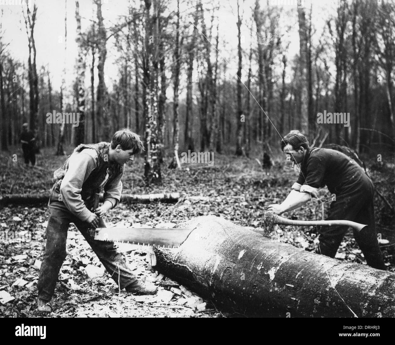 Cutting trees Black and White Stock Photos & Images Alamy