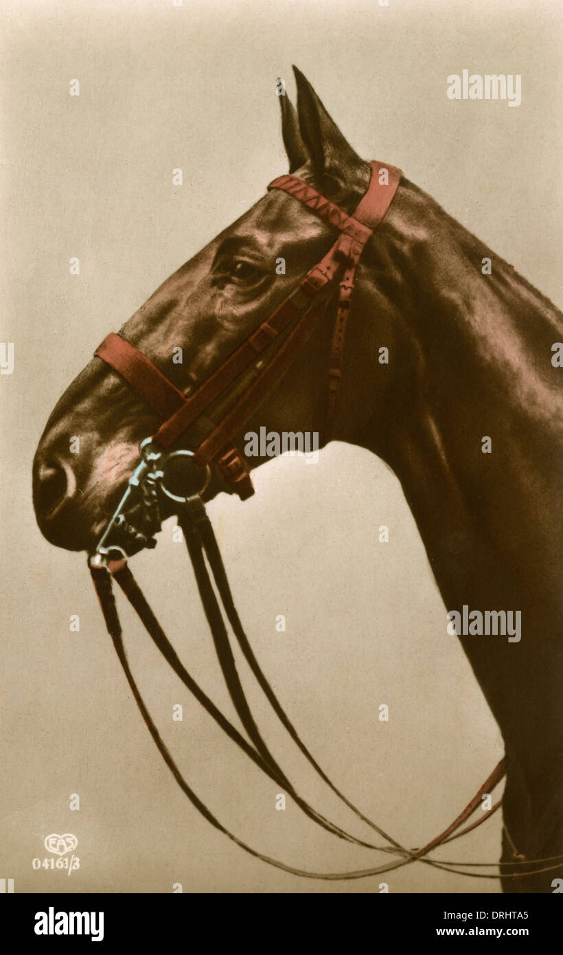 Horse's Tack in close-up Stock Photo
