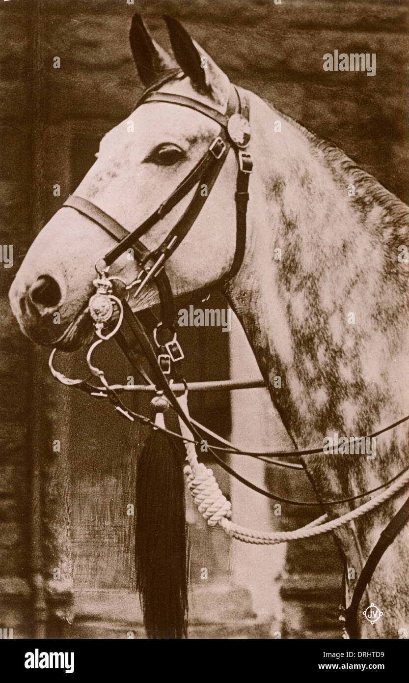 Horse wearing a Cavalry Dress double bridle Stock Photo Alamy