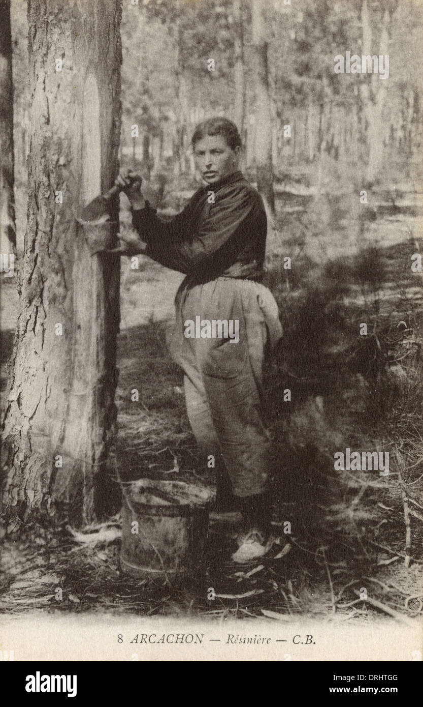 Tapping a tree for resin at Arcachon, France Stock Photo