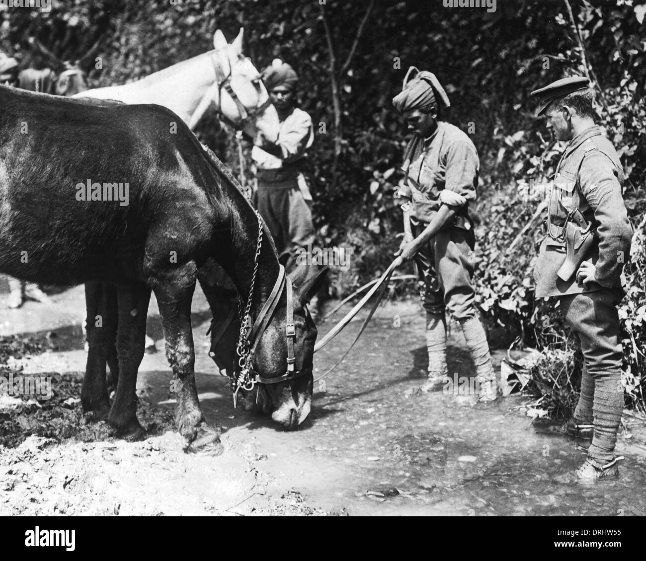 Indian soldiers watering mules, Western Front, WW1 Stock Photo