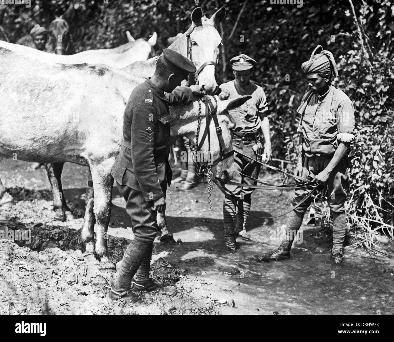 Army mule Black and White Stock Photos & Images - Alamy
