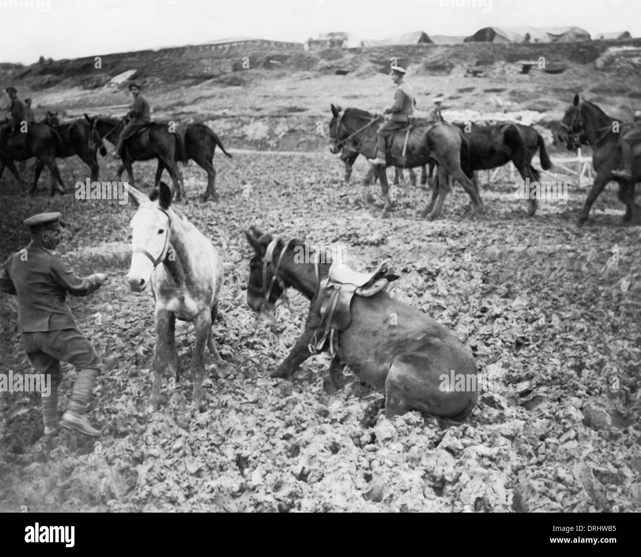 World War One Horses Stock Photos & World War One Horses Stock Images Alamy