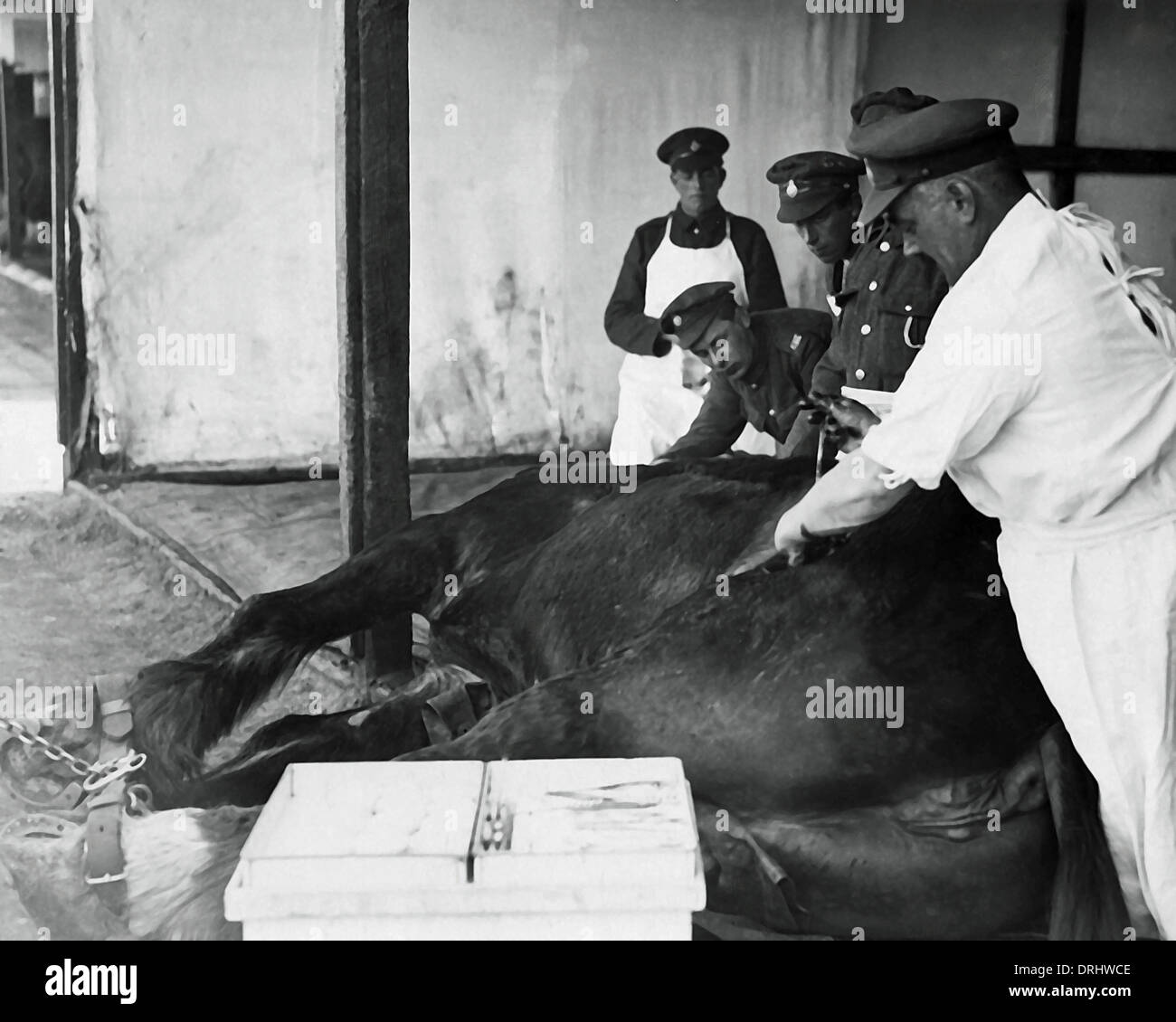 Hospital treatment for wounded horse, Western Front, WW1 Stock Photo