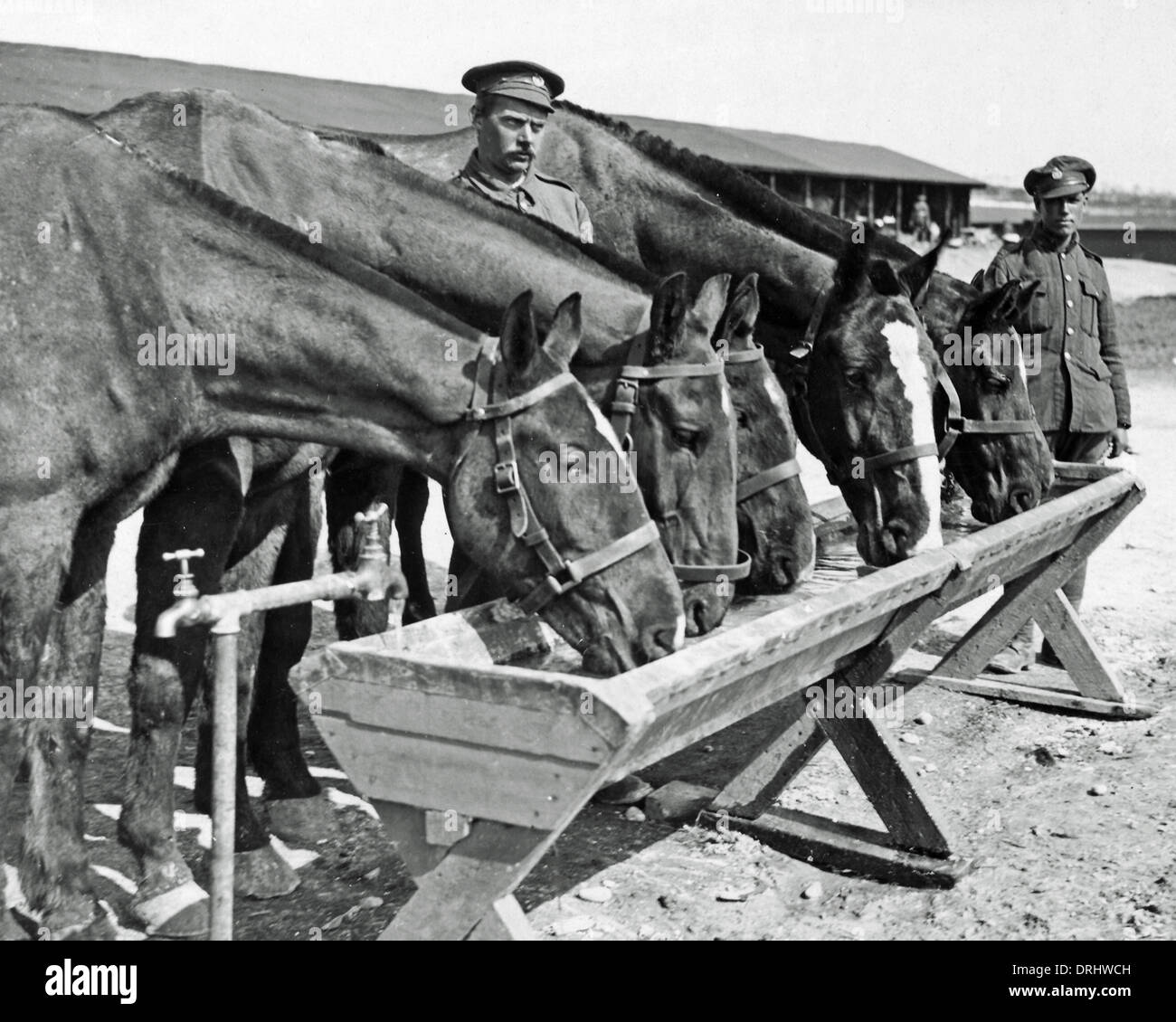 Wounded horses drinking from trough, Western Front, WW1 Stock Photo Alamy