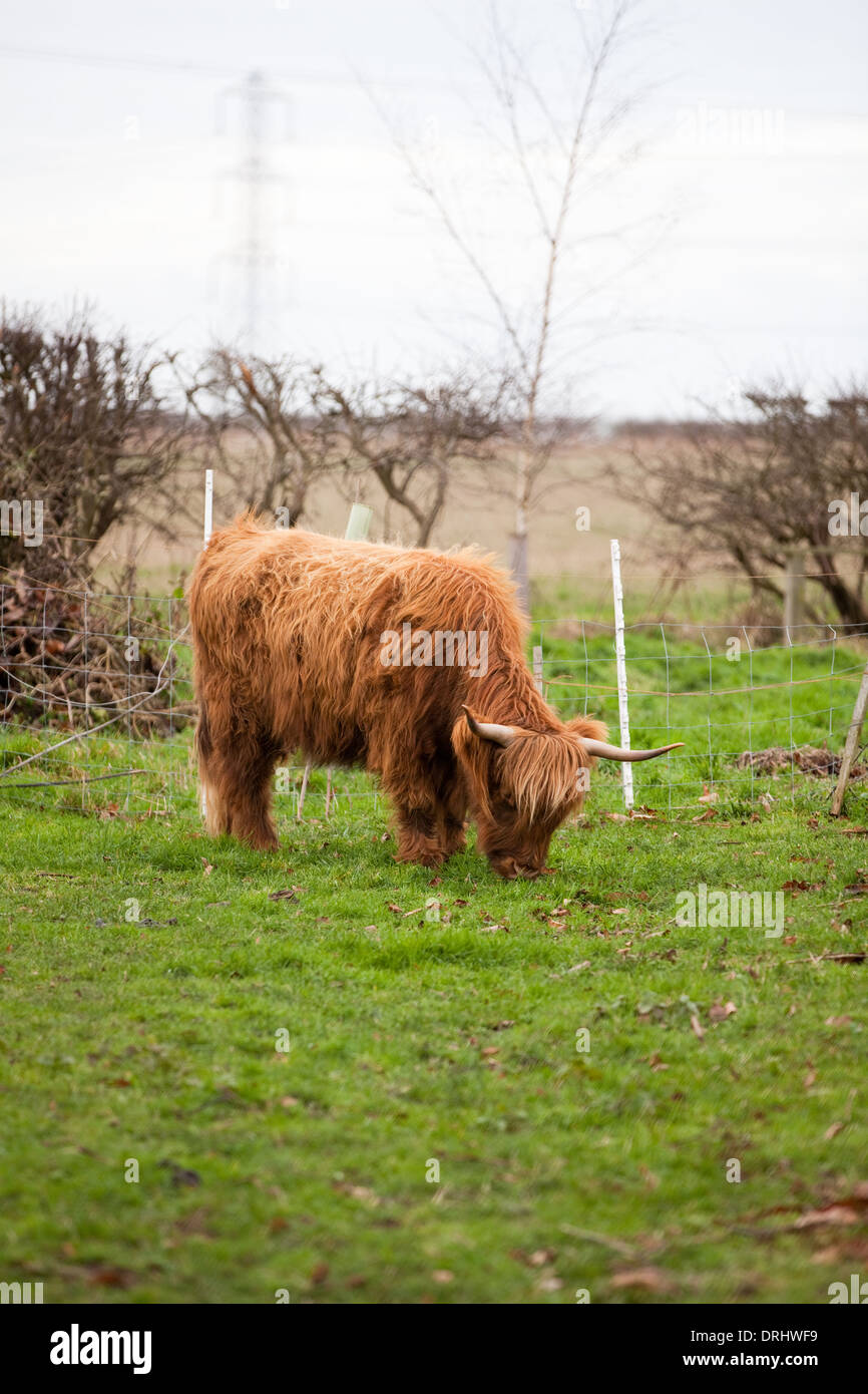 Highland cattle grazing in field late afternoon, Normanton-on-Trent, Nottinghamshire, England, UK Stock Photo