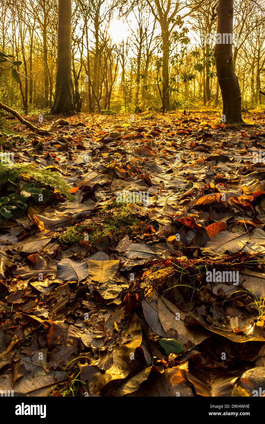 Autumn leaves and winter trees Stock Photo - Alamy