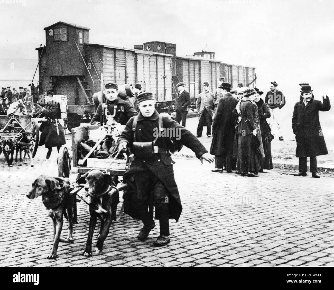 Belgian troops with dogs, Belgium, WW1 Stock Photo