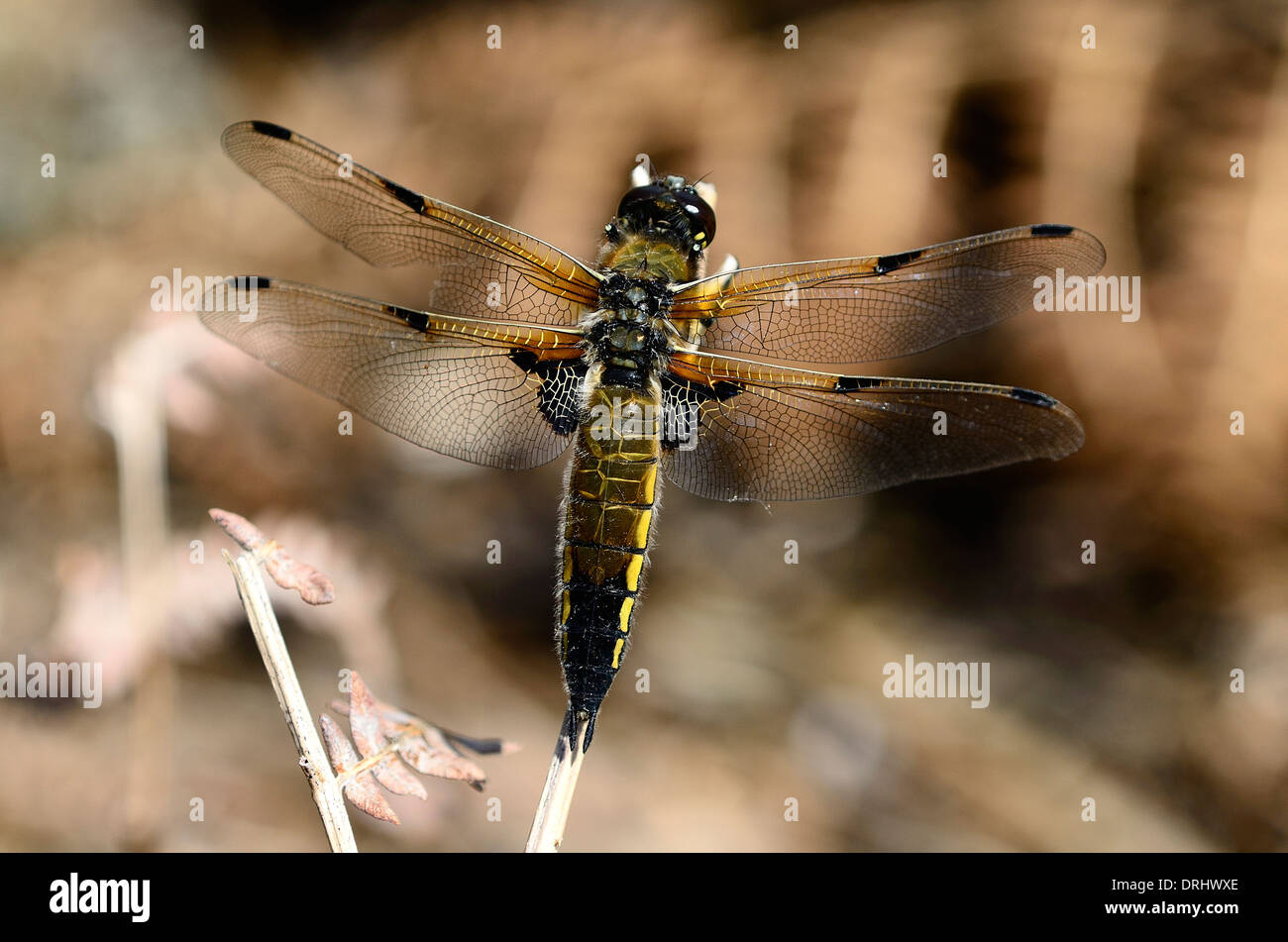 A four-spotted chaser dragonfly UK Stock Photo