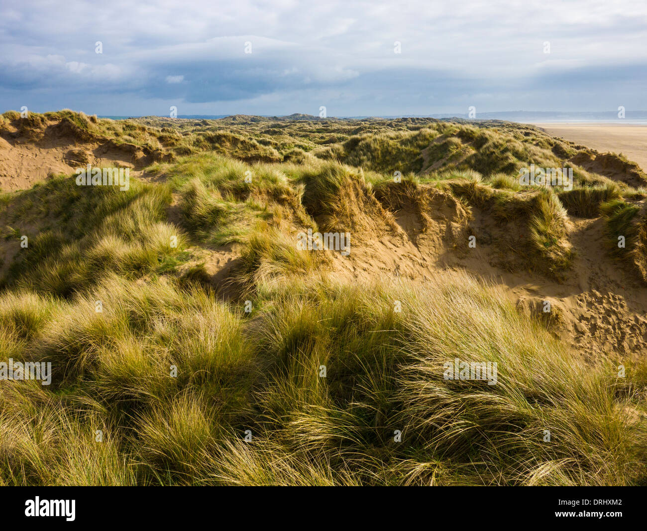 The sand dunes at Braunton Burrows, Braunton, North Devon, England