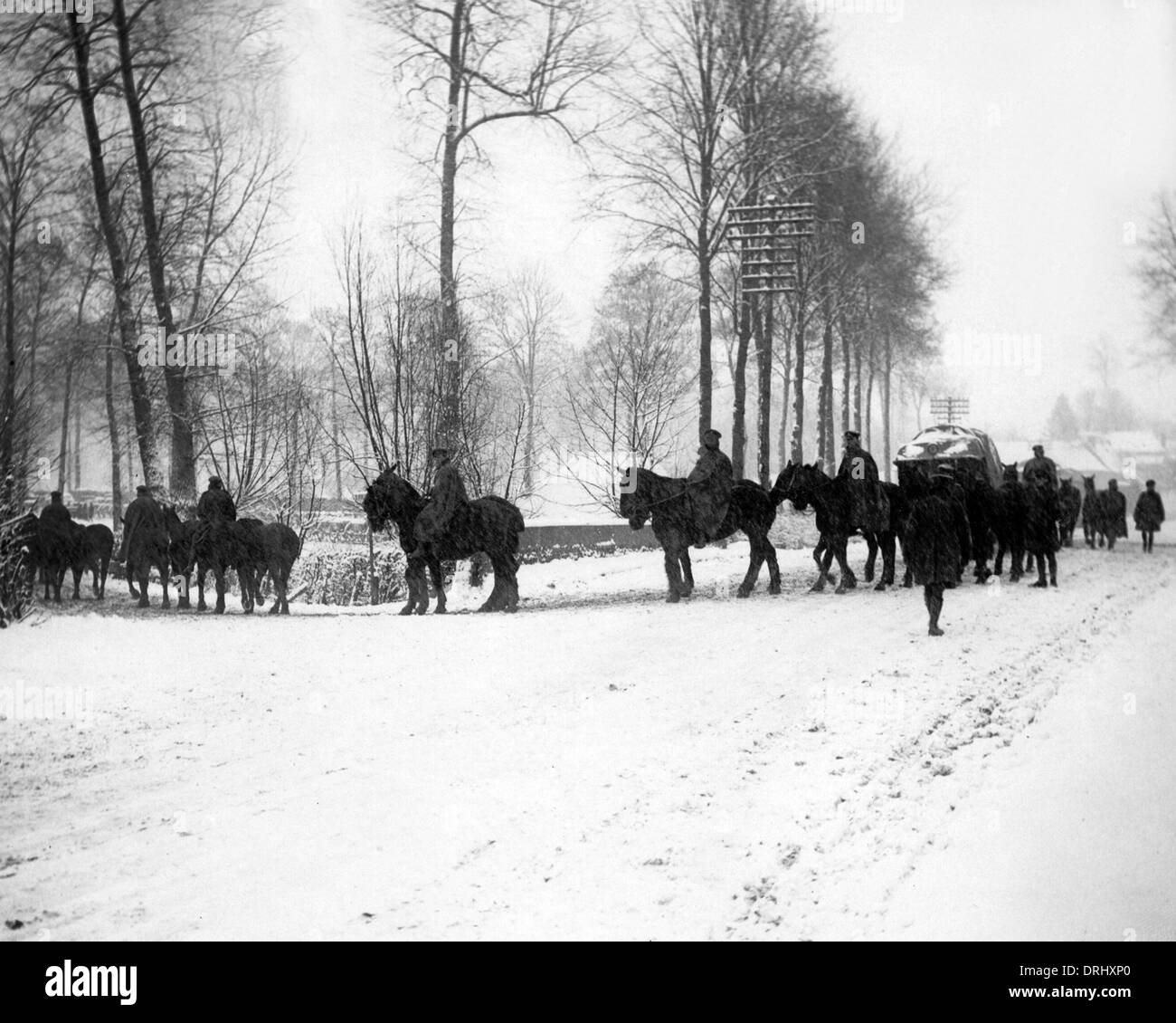 Transport horses going for water, Western Front, WW1 Stock Photo