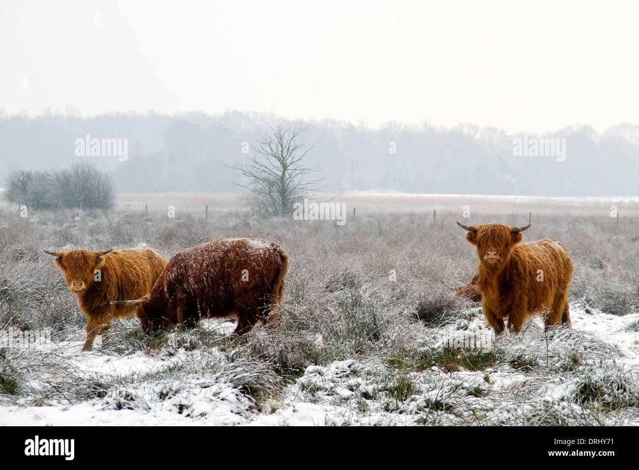 Three Highland cows in snow Stock Photo