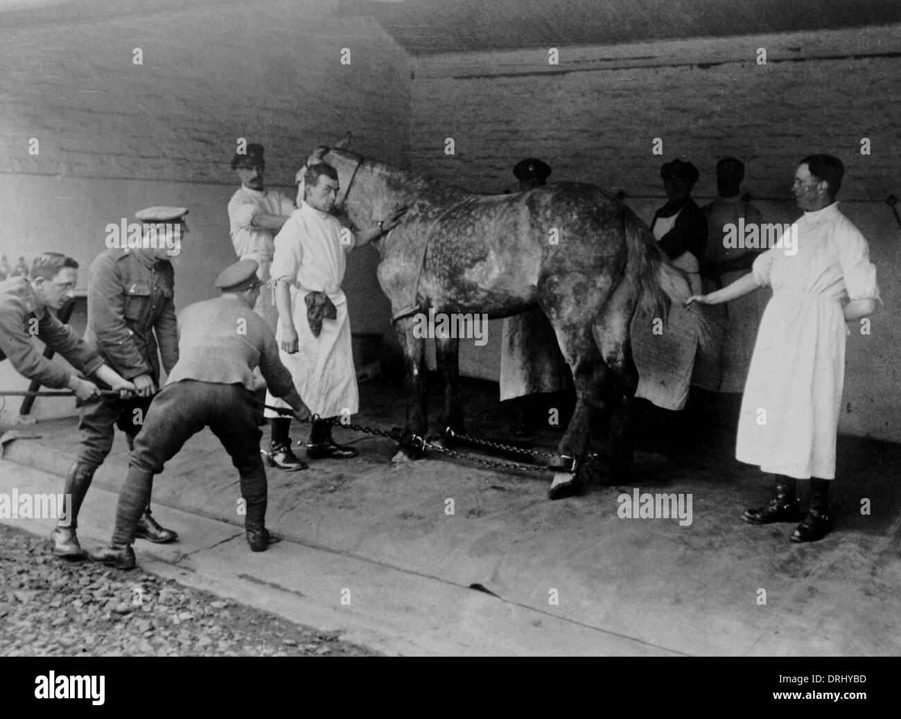 Wounded horse hires stock photography and images Alamy