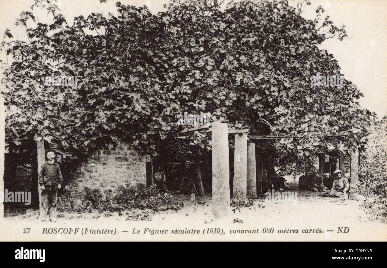 Roscoff, Finistere, Brittany, France - Ancient Fig Tree Stock Photo