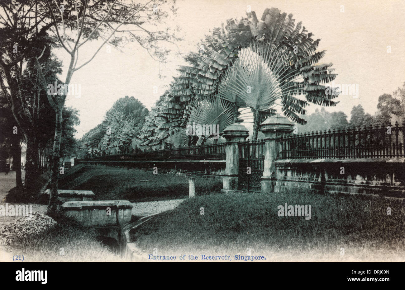 Image Traveller's tree (Ravenala madagascariensis), Fort Canning Park,  Singapore - 434261 - Images of Plants and Gardens - botanikfoto