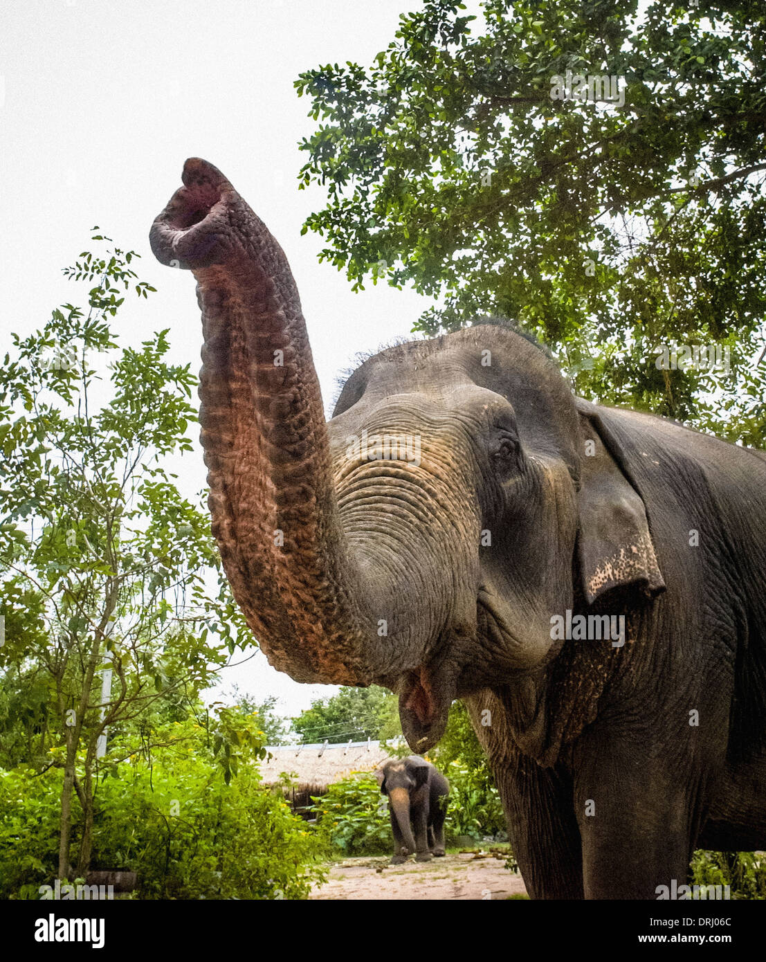 Rescued elephant waving trunk its in an elephant sanctuary in Pattaya, Thailand. Stock Photo