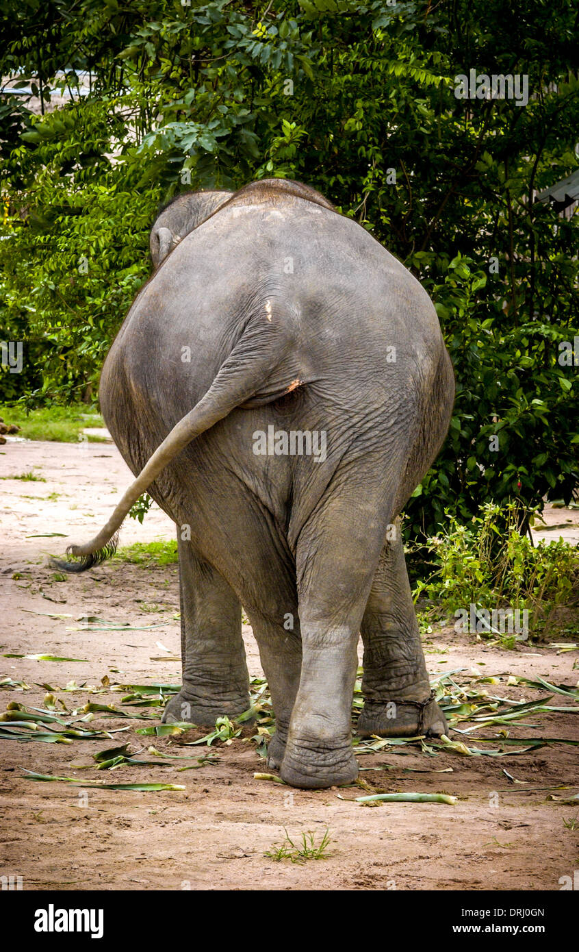 Rear View Of Baby Elephant Walking Away From Camera Stock Photo Alamy